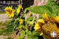 Sonnenblumen am Bauernhof