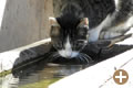 Tiere, Katzen auf dem Bauernhof Mesnerhof