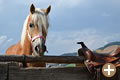 Cavallo avelengo romantico